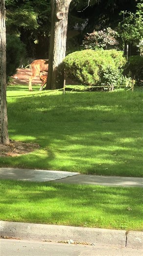 Doe Feeding Fawn in Kelowna Condo Complex