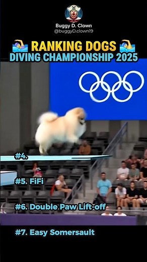 These dogs love diving into the water! Ranking the best dives #dog #dogshorts #ranked #olympics
