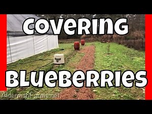 Protecting Blueberry Bushes from Freezing Temperatures at AldermanFarms