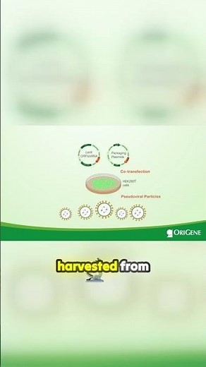 🎁 Lentivirus Packaging Made Easy