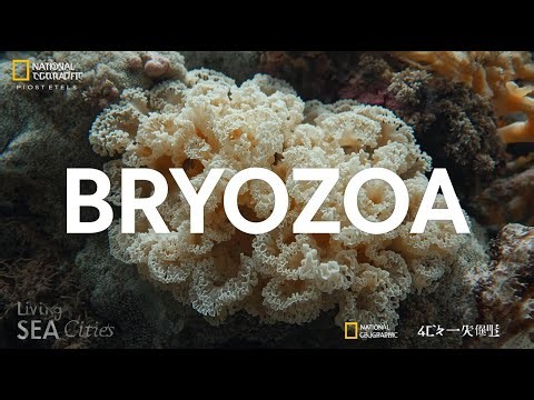 Bryozoa Documentary | The Living Cities of the Ocean