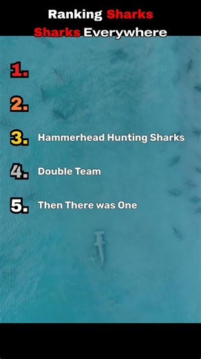 Ranking The Craziest Shark Footage #viral #nature