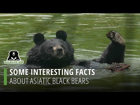 Some Interesting Facts About Asiatic Black Bears!