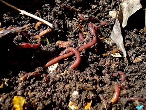 How to Grow a Worm Farm - TvAgro by Juan Gonzalo Angel