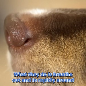 129K views · 2.8K reactions | How Can You See Invisible Air Flow? | Veritasium | Facebook