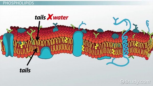Components of the Cell Membrane | Definition & Roles
