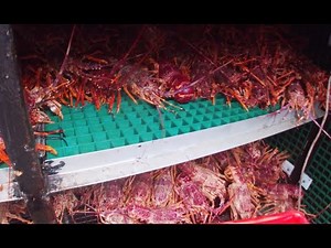 Day 5 final, unloading lobster - WE GET BOARDED BY POLICE . Lobster fishing in Tasmania