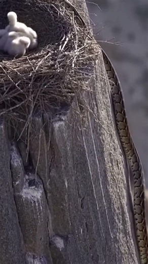 A Giant Python Climbs a Cliff… Seconds Later the Eagle Nest Is Gone