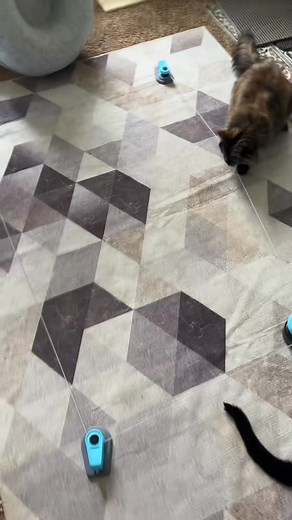 This interactive cat toy track will have your cats playing for hours 🤩 #cat #catsoftiktok #cattoys #cattok #cattoyrecommendations #interactivecattoy #pettoys #kittentoys #cattoyreview #fyp #tiktokshopfinds #tiktokshopcreatorpicks | Tabby and Tuxedo cat