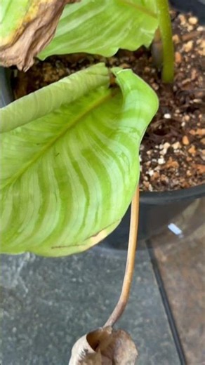 My $5 Calathea Is In Trouble… Can I Save It?