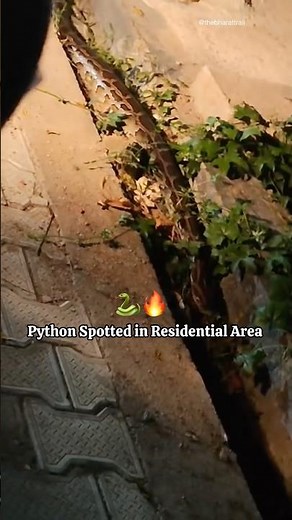 Huge Python Found in Residential Area 😳 | Shocking Snake Sighting in Mohalla 🐍 #viralreels #shorts