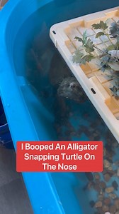 I Booped An Alligator Snapping Turtle On The Nose 😳 | Corbin Maxey