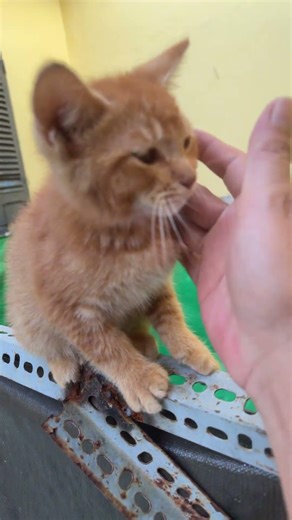 Bắt được nhiều cá chưa😄#cat #shorts