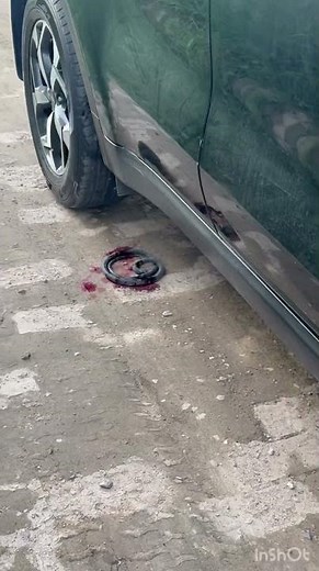 Sanake Ran over under the car#crushing #ranover#snake #snakeattack #snakerun #carcrushing #smash