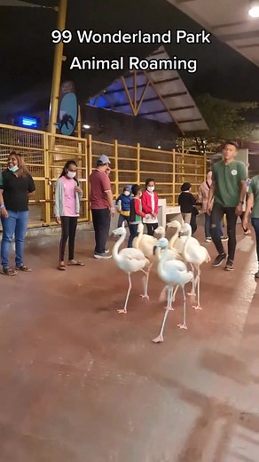 Experience Fun and Adventure at 99 Wonderland Park