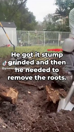 Efficient Tree Root Removal Process | Yard Work Experts