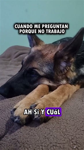 MI GRAVE PROBLEMA DE LA VISTA! | VIDA DE PERROS