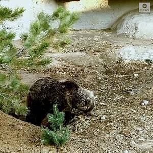 1.1M views · 4.7K reactions | Timelapse video shows Tundra, a 17-year-old grizzly bear nestling down into a cozy den to hibernate for the winter at the Denver Zoo. https://abcn.ws/2Xj9jyd | ABC News | Facebook