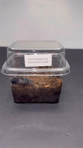 Why slings are more fun to keep? Raising a tarantula from a sling is a completely different experience. You’re not just keeping a pet, you’re watching it grow from something tiny into a full sized spider over time. Each molt feels exciting, and with every stage you start to notice changes in size, behavior, and even attitude. One of the best parts is seeing their colors and patterns slowly develop. Slings often look plain at first, but as they grow, richer colors come in, patterns sharpen, and t