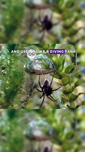 This Spider Lives Underwater… And It’s Real 😳 #animals #spider #fyp #animalfacts #nature #viral