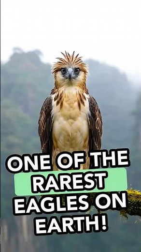 One of the Rarest Eagles on Earth!