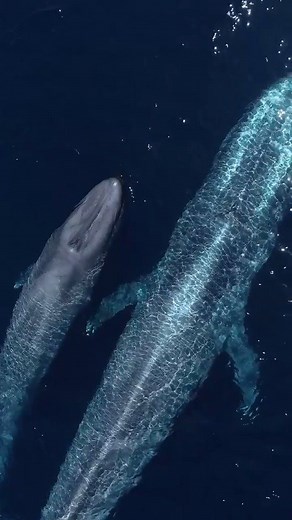 20K views · 1.9K reactions |  : @dolphindronedom // Baby blue whales emerge from their mothers' womb weighing up to 6,000 lbs (2,721 kg) and stretching to 25 ft (7.6 m)! In the first year of life, blue whale calves typically gain about 20 lbs (9 kg) each day  | Ocean Conservation Research - OCR | Facebook