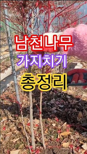 남천나무 가지치기를 총정리했어요. 가지는4~6가지적당하고 키는 1m가 안되게 전지하면 나무도 풍성하지 않고 열매도 많이 안달려요. #남천나무전지 #남천나무가지치기 #나무상처치유제