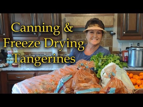 Canning & Freeze Drying Tangerines