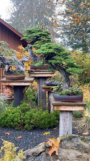 20K views · 3.7K reactions | The majesty of ancient hemlocks✨ From the collection of @bonsaimirai Footage filmed by @BonsaiSociety #BonsaiSociety #HemlockBonsai #AmericanBonsai #Oregon #PacificNorthWest #RyanNeil #BonsaiPot #BonsaiUSA | Bonsai Society | Facebook