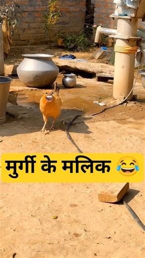 मुर्गी के मलिक 😂#funny #comedyvideo #shorts #comedyvideo #funnyvideo