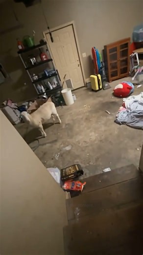 378K views · 828 reactions | That sheep has demons in him 藍 (Via - Casey D.) #Sheep #Funny #FarmLife #AnimalMemes | The Pet Collective | Facebook