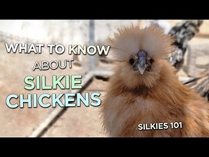 Silkies 101: What I Wish I Had Known Before Buying Fluffy Chickens - Beginners Facts