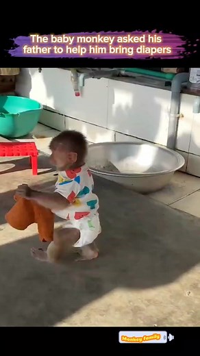 The baby monkey asked his father to help him bring diapers #monkey #cutemonkey #pet #pets #babymonkey #monkeys #animal