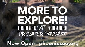 Traverse the newly expanded Africa Trail to get a glimpse of these top predators. | Phoenix Zoo