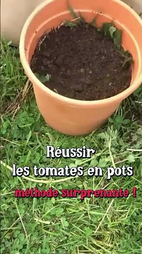 Growing tomatoes in pots successfully (surprising method) #permaculture