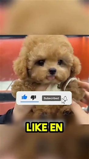 They All Ran Outside... But You'll Never Believe Why! 🍕😂