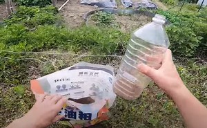 【家庭菜園】油粕だけの天然「液体肥料(希釈型)」の作り方