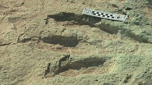 125,000,000-year-old dino tracks found | CNN