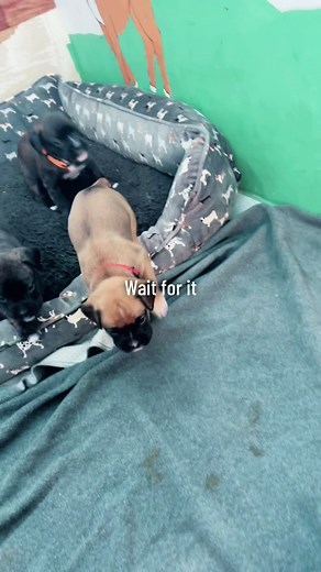 Wait for it !!! While trying to make my educational video on puppy mush we also made some bloopers #bloopers