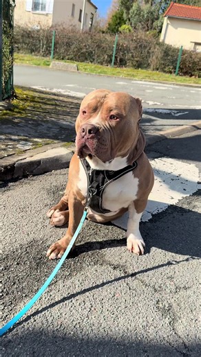 Le quotidien quand tu as un bully 😂 #chien #americanbully