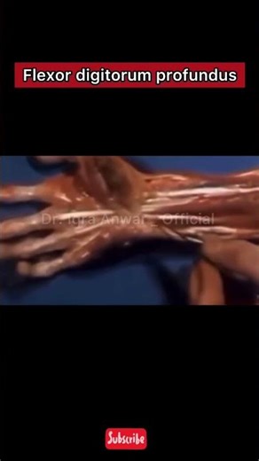 Flexor digitorum profundus 💪