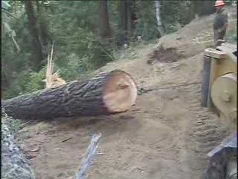 Old Growth Redwood Logging