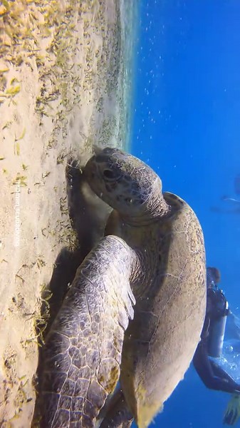 Ever dreamed of diving with turtles? 🐢 #diving #scubadiving #underwaterphotography #naturephotography #gopro