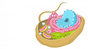 The endomembrane system of a eukaryotic cell