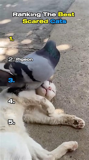 Ranking The Best Scared Cats Ever 😹#shorts