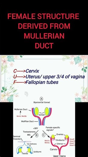 MNEMONICS STRUCTURES IN MULLERIAN DUCT#mnemonics #anatomy #medicaleducation #medicallectures