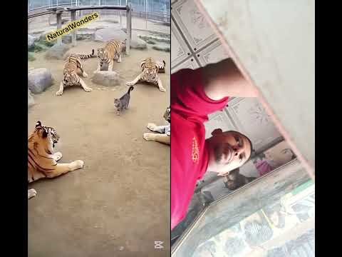 new video Tik Tok video Facebook video video #superlike #superlike #funny
