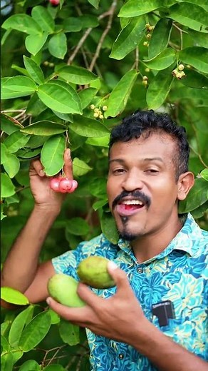 Sweet & Crispy Java Apple Bite! 😋