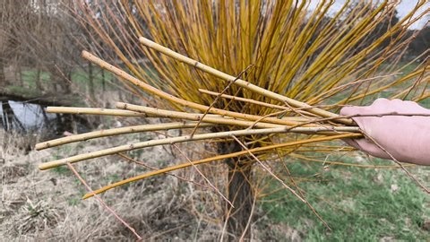 clip-4030224753-authentic-real-life-footage-cutting-willow-branches