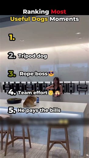 Ranking the Most Useful Dogs Ever 🐕🔥#LegendaryDogs #MostUsefulDogs #DogRanking